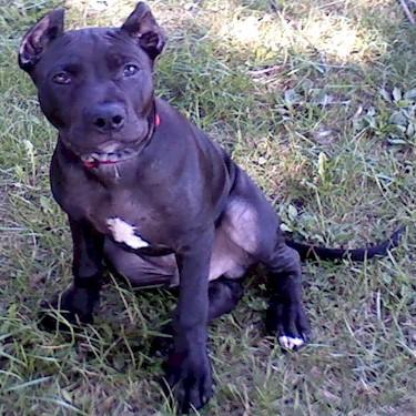 Wades Ace Of Spades Pit Bull.jpg